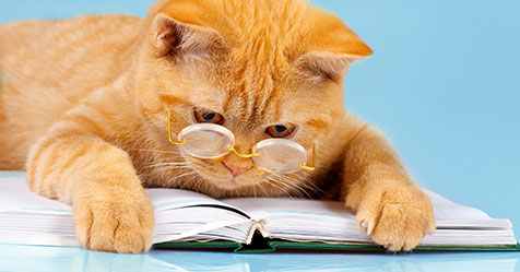 Cat reading the style guide with glasses on